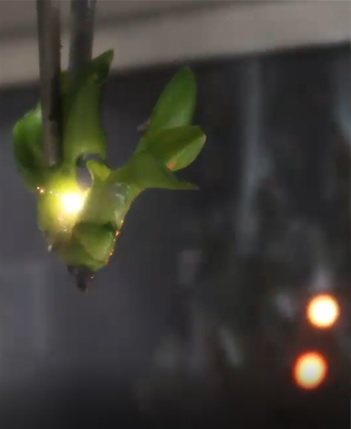 Phalaenopsis-Laserschnitt_RoBoTec